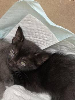 A656337 -  Domestic Short Hair Cat for Adoption in Houston, Texas - A656337 | PetCurious