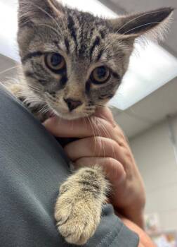 Dulce De-Lish -  Domestic Short Hair Cat for Adoption in Rock Springs, Wyoming - Dulce De-Lish | PetCurious