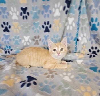 Hershey -  Domestic Short Hair Cat for Adoption in Wabash, Indiana - Hershey | PetCurious