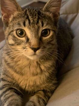 Rescue Tabby Cats for Adoption in Charlotte, North Carolina - Bonded Hazel And Harper | PetCurious