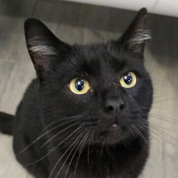Chatterbox -  Domestic Short Hair Cat for Adoption in Danbury, Connecticut - Chatterbox | PetCurious