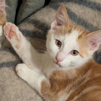 Jasper C11597 -  Domestic Medium Hair Cat for Adoption - Jasper C11597 | PetCurious