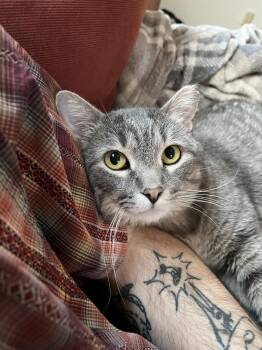 Kopka -  Domestic Short Hair Cat Available for Adoption in Dayton, Minnesota - Kopka | PetCurious