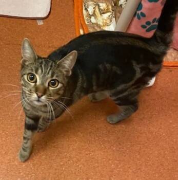 Rescue Domestic Short Hair Cats for Adoption in Milpitas, California - Figgy | PetCurious