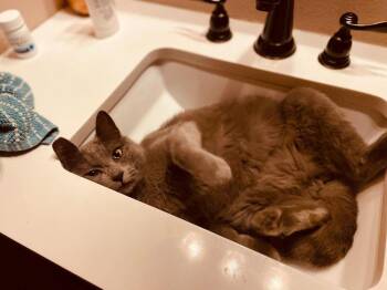 KC - Lemmy -  Domestic Short Hair Cat for Adoption in Battle Ground, Washington - KC - Lemmy | PetCurious
