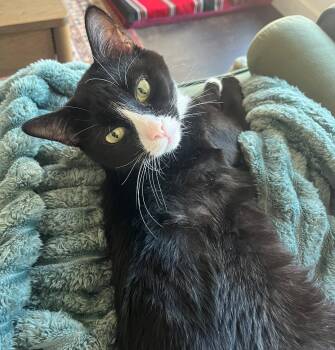 Half Pint (solo kitty) -  Tuxedo and Domestic Short Hair Cat for Adoption in Vaughan, Ontario - Half Pint (solo Kitty) | PetCurious
