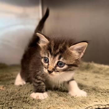 Snickers -  Domestic Medium Hair Cat for Adoption in League City, Texas - Snickers | PetCurious