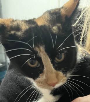 Rescue Domestic Short Hair Cats for Adoption in Saginaw, Michigan - KiKi | PetCurious