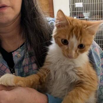 Bill -  Domestic Long Hair Cat for Adoption in Reisterstown, Maryland - Bill | PetCurious