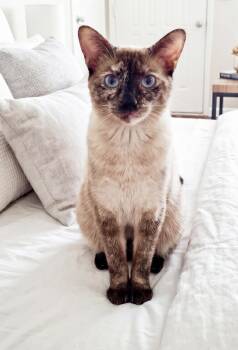 Crystal -  Siamese Cat for Adoption in Walnut Creek, California - Crystal | PetCurious
