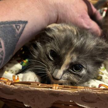 Rescue Maine Coon and Tortoiseshell Cats for Adoption in Hi Vista, California - Smokey | PetCurious