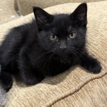 Nyx -  Domestic Long Hair Cat for Adoption in Emporia, Kansas - Nyx | PetCurious