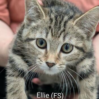 Ellie -  Tabby Cat for Adoption in Mazon, Illinois - Ellie | PetCurious