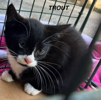 Rescue Domestic Short Hair Cats for Adoption - Trout | PetCurious