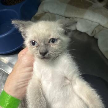 Borden -  Siamese Cat for Adoption in Lake Jackson, Texas - Borden | PetCurious