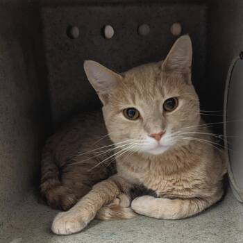 Big Barracuda -  Domestic Short Hair Cat for Adoption in Philadelphia, Pennsylvania - Big Barracuda | PetCurious