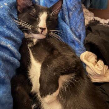 Nigel -  Domestic Short Hair Cat for Adoption in Tampa, Florida - Nigel | PetCurious
