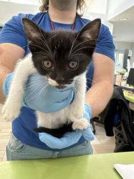 Jupiter -  Domestic Short Hair Cat for Adoption in Daytona Beach, Florida - Jupiter | PetCurious