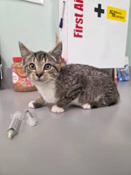 Kidney Bean -  Domestic Short Hair Cat for Adoption in Athens, Tennessee - Kidney Bean | PetCurious