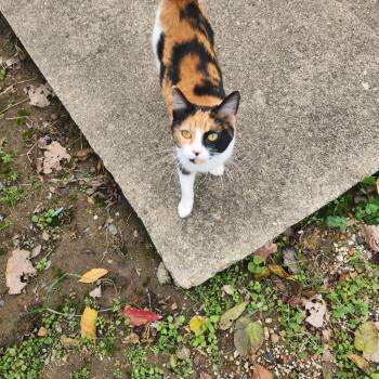 Domestic Short Hair Cats Available for Adoption - CC | PetCurious