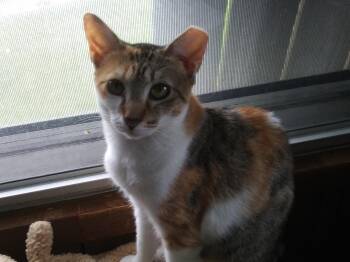 Gina -  Domestic Short Hair Cat for Adoption in PORT WENTWRTH, Georgia - Gina | PetCurious