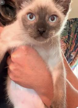 Coco -  Siamese Cat for Adoption in Austin, Texas - Coco | PetCurious