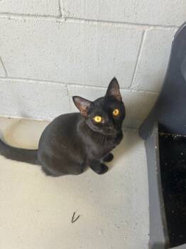 Rescue Domestic Short Hair Cats for Adoption in Greenwood, Mississippi - Mystic | PetCurious