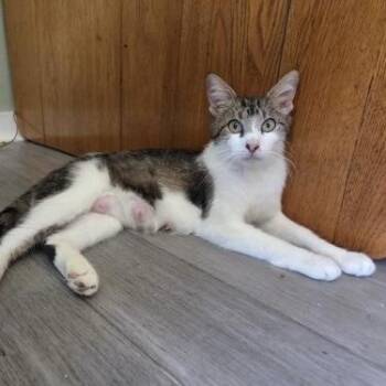 Queen Pomeranian -  Domestic Short Hair Cat for Adoption in Bentonville, Arkansas - Queen Pomeranian | PetCurious