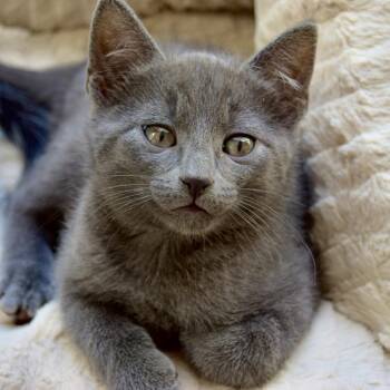 Woody -  Domestic Short Hair Cat for Adoption in Slippery Rock, Pennsylvania - Woody | PetCurious