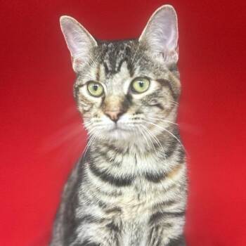 Clawdia -  Domestic Short Hair Cat for Adoption in Concord, New Hampshire - Clawdia | PetCurious