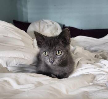 Sunny -  Domestic Short Hair Cat for Adoption in Cosby, Tennessee - Sunny | PetCurious