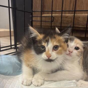 Domestic Medium Hair Cats Available for Adoption in Hinesville, Georgia - Papaya | PetCurious