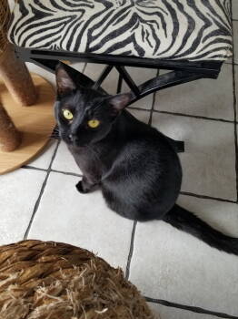 Rescue Bombay and Maine Coon Cats for Adoption in Buena Park, California - Webster And Felix | PetCurious