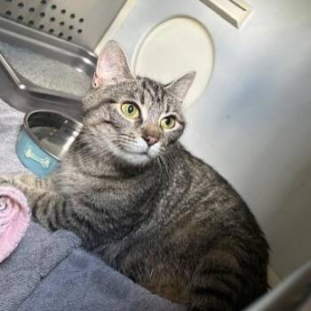 Odella -  Domestic Short Hair Cat for Adoption in Indianapolis, Indiana - Odella | PetCurious