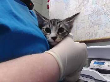 FERB -  Domestic Short Hair Cat for Adoption in Tulsa, Oklahoma - FERB | PetCurious