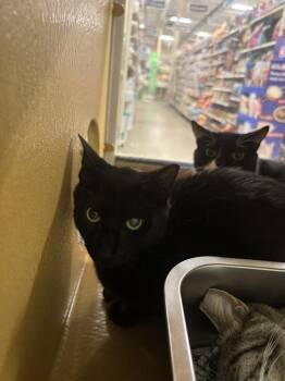 Obbi -  Domestic Short Hair Cat for Adoption in Salisbury, North Carolina - Obbi | PetCurious