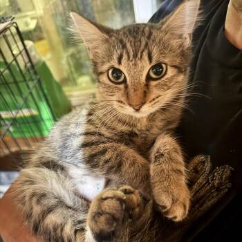 Bella -  Domestic Medium Hair Cat for Adoption in Liverpool, Texas - Bella | PetCurious