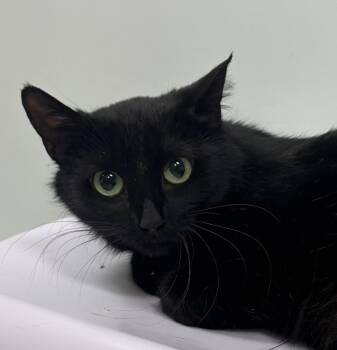 Joan Jett -  Domestic Short Hair Cat for Adoption in Saint Paul, Minnesota - Joan Jett | PetCurious