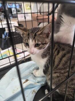 A799768 -  Domestic Short Hair Cat for Adoption in Louisville, Kentucky - A799768 | PetCurious