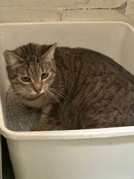Lucille -Barn Cat -  Domestic Short Hair Cat for Adoption in Williamsport, Pennsylvania - Lucille -Barn Cat | PetCurious