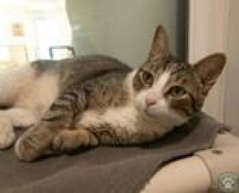 Jesse -  Domestic Short Hair Cat for Adoption in Potsdam, New York - Jesse | PetCurious