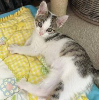 Romeo -  Domestic Short Hair Cat for Adoption in Lemoyne, Pennsylvania - Romeo | PetCurious