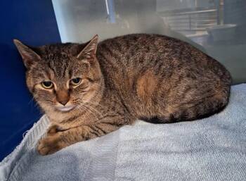 Domestic Short Hair Cats Available for Adoption - NORA | PetCurious