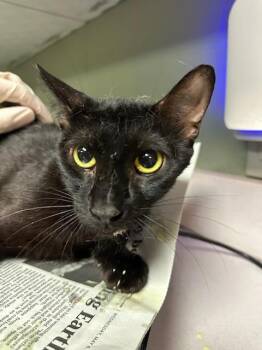 TUNA TORNADO -  Domestic Short Hair Cat for Adoption in Jacksonville, Florida - TUNA TORNADO | PetCurious