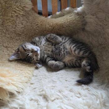 Theodore -  Domestic Short Hair Cat for Adoption in Bristol, Indiana - Theodore | PetCurious