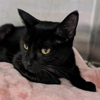 Whitney -  Domestic Short Hair Cat for Adoption in Springfield, Illinois - Whitney | PetCurious