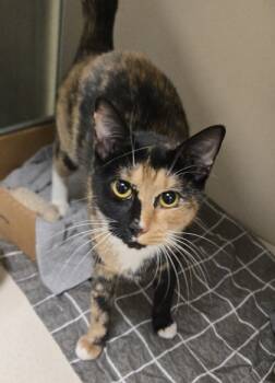Rescue Domestic Short Hair Cats for Adoption in East Brookfield, Massachusetts - Danielle | PetCurious
