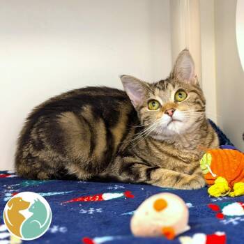 Domestic Short Hair Cats Available for Adoption - Baby | PetCurious