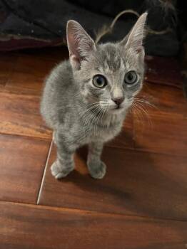 Winston -  Domestic Short Hair Cat for Adoption in The Woodlands, Texas - Winston | PetCurious