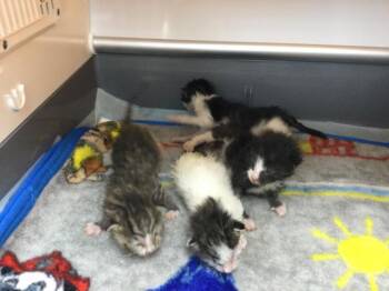 A1930902 -  Domestic Short Hair Cat for Adoption in Thousand Palms, California - A1930902 | PetCurious